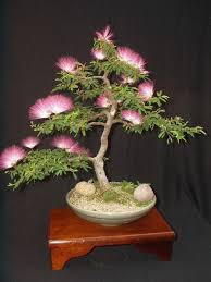 Bonsai Baum Diese Ausgefallene Pflanze Naher Kennenlernen Bonsai Bonsai Baum Rosa Baume