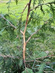 Image result for thuja drying out dead dried symptoms)