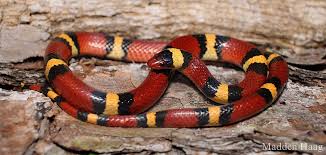 Scarlet kingsnake - Wikipedia