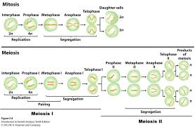 Biological Science Freeman 6th Edition Table Of Contents Meiosis Stages Significance Phases Comparison