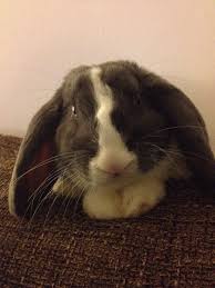 Viele gehege, die sie in tierfachgeschäften kaufen können, haben. Kaninchenstall Selber Bauen Bauanleitung Fur Die Wohnung