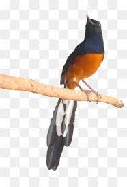 Kumpulan gambar tentang murai batu vector, klik untuk melihat koleksi gambar lain di kibrispdr.org. Shama Unduh Gratis Logo Burung Bursa Vektor Gambar Png