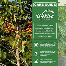 Image result for Coffea schliebenii