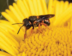 Image result for Ypsilopus liae