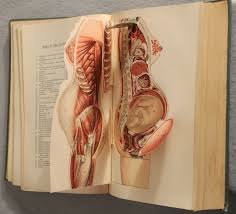 Anatomical Flap Up Books That Simulated Human Dissection Flip Books Art Medical Illustration Animated Anatomy