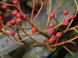 Image result for Photinia serrulata