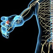 The autonomic nervous system (ans) regulates the functions of our internal organs (the viscera) such as the heart, stomach and intestines. Peripheral Nervous System Richards On The Brain