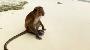 Check spelling or type a new query. Monkey Beach Phi Phi Island Everything You Need To Know