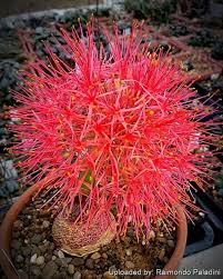 Image result for Scadoxus multiflorus
