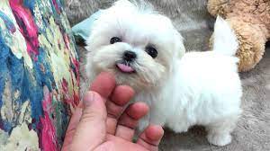 The cost of a maltipoo puppy. Micro Teacup Maltese Puppies For Sale Youtube