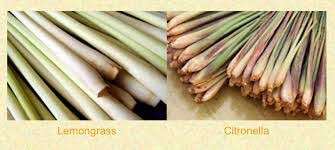 Pembekal buah & sayur premium quality. 10 Khasiat Serai Untuk Kesihatan Ada Bezanya Serai Makan Serai Wangi Tau