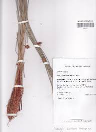 Image result for Isolepis costata