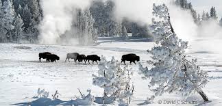 Tours from mammoth located in yellowstone's northern range, mammoth hot springs is a spectacular location for wildlife watching, skiing, and snowcoach tours. Winter In Yellowstone National Park Photography Tours For 2022
