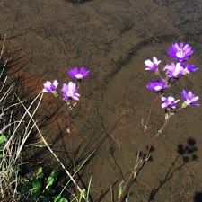 Image result for Senecio speciosus