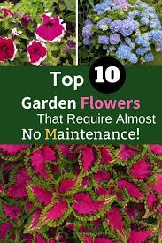 Top 10 Garden Flowers That Require Almost No Maintenance Patio Flowers Outdoor Flowers Flowers Perennials