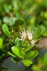 Image result for Terminalia mollis