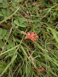 Image result for Indigofera sordida