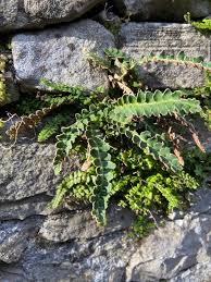 Image result for Asplenium cancellatum