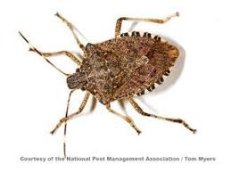 Dear darrell, you had difficulty with your identification because this is not a beetle. Stink Bug Control Info How To Get Rid Of Stink Bug