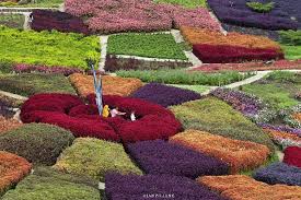 Jam buka taman bunga puncak. Taman Bunga Puncak Tonang Berada Di Ketinggian Pasaman Sumbar Yang Cantiknya Seperti Di Jepang