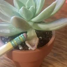 2), in which the disease is known as bermudagrass decline. Just Bought This Graptopetalum Paraguayense Ghost Plant From Lowes Two Days Ago And I Noticed It