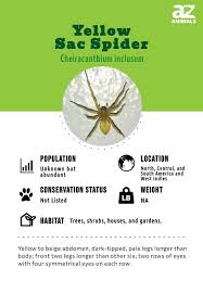 Image result for yellow sac spider bite skin