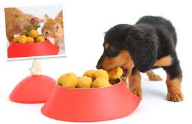 Thanksgiving dog treats are easy and fun to make, and a great way to spend time with your dogs! 25 Delicious Homemade Thanksgiving Dinner Recipes For Dogs
