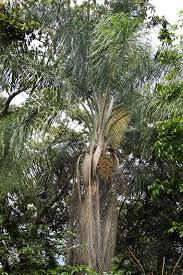 Image result for Syagrus romanzoffiana