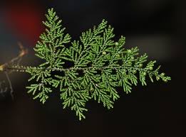 Image result for Hymenophyllum splendidum