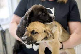 Joplin Humane Society Overwhelmed By Dogs Puppies Humane Society Puppies Terrier Dogs