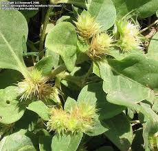 Image result for Alternanthera pungens