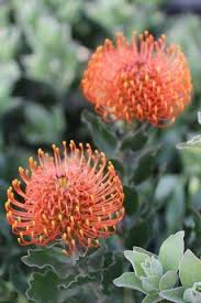 Image result for Leucospermum