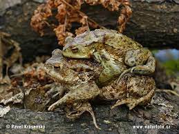 Ropucha Obecna Naturfoto Cz Natural History Animals Frog