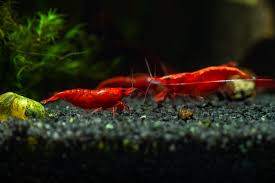 Cherry Red Shrimp, Neocaridina davidi - Blog