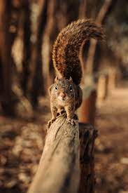 Check spelling or type a new query. 640x960 Squirrel Walking On Fence 5k Iphone 4 Iphone 4s Hd 4k Wallpapers Images Backgrounds Photos And Pictures