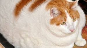 En effet le guinness world records qui supervisait et homologuait ce record. Top 5 Des Chats Les Plus Gros Du Monde