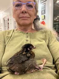 caring for mobility challenged chicken