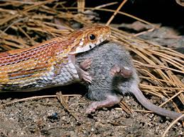 Maybe you would like to learn more about one of these? Feeding Snakes Frozen Mice And Other Prey