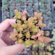 Image result for Sedum ruwenzoriense