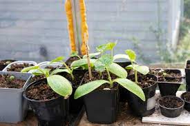 Zucchini or zucchinis), courgette (/kʊərˈʒɛt/; How To Grow Zucchini Vertically