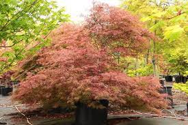 Maybe you would like to learn more about one of these? Acer Palmatum Baldsmith Acer Palmatum Dissectum Baldsmith Baldsmith Laceleaf Japanese Maple Plant Lust