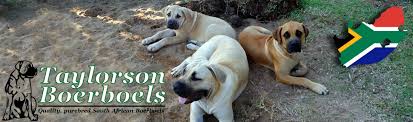 Black Boerboel Puppies For Sale In Durban M Home