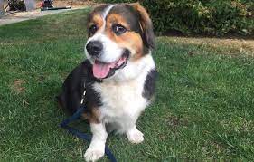 Golden corgies average lifespan is around 10 to 14 years. 50 Corgi Mischlingsrassen Hunde Zentrale