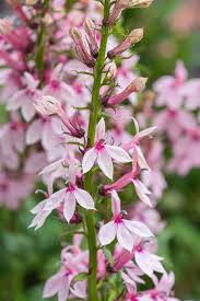 Image result for lobelia