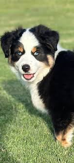 My new buddy, Scout.