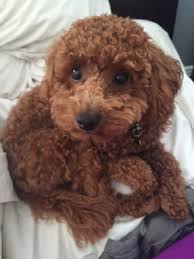We did not find results for: Redteddybear Poodle Puppies Redteddy Poodle Puppies