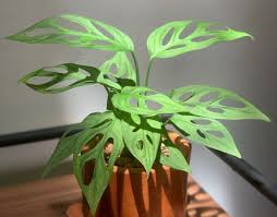 Tanaman ini dapat dimanfaatkan di pekarangan rumah sebagai peneduh jalan ataupun di dalam ruangan untuk memperindah ruangan. Tanaman Air Super Cantik Ini Cocok Untuk Hiasan Di Depan Rumah Ada Janda Bolong Dan Sri Rejeki Portal Jember