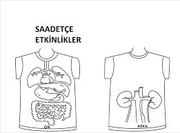 Icorganlar Insan Vucudu Okul Oncesi Faaliyetler