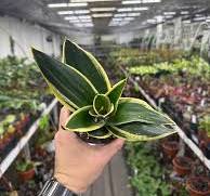Sansevieria hahnii 'Lotus'