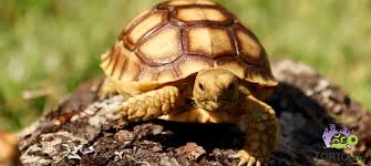 Maybe you would like to learn more about one of these? Sulcata Tortoise Price How Much Does An African Sulcata Tortoise Cost